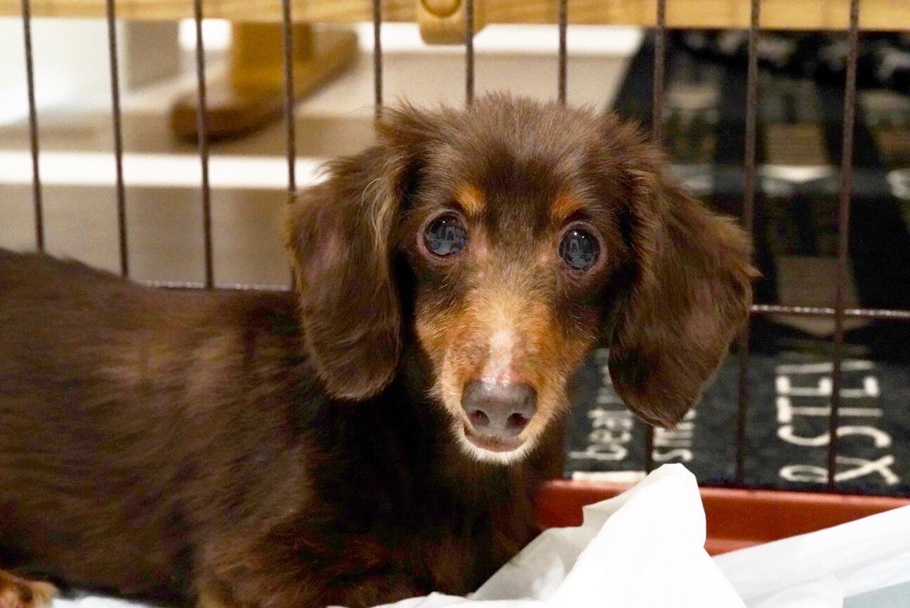 ミニチュアダックスフンド」鹿児島県 - 犬の里親募集(427551