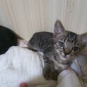 キジトラちゃん男の子