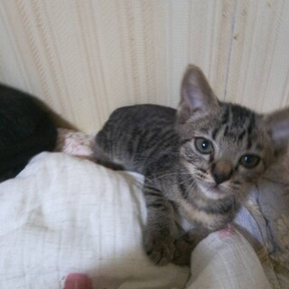 キジトラちゃん男の子