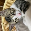 子猫の里親募集！