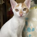 子猫の里親募集！