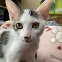 子猫の里親募集！
