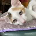 子猫の里親募集！