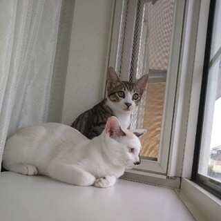 仲良し兄弟ネコ♪　二匹一緒を希望します♪