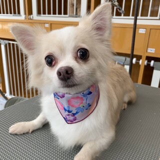 尻尾フリフリのチワワのココちゃん