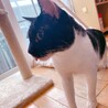 落ち着きのあるおとな猫ハン君★５歳オス★黒白 サムネイル2