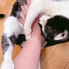 落ち着きのあるおとな猫ハン君★５歳オス★黒白 サムネイル3