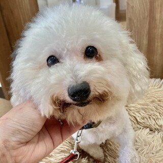 ビション☆フワフワまんまる☆シロちゃん