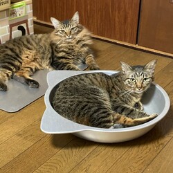 「ブラッシング」サムネイル2