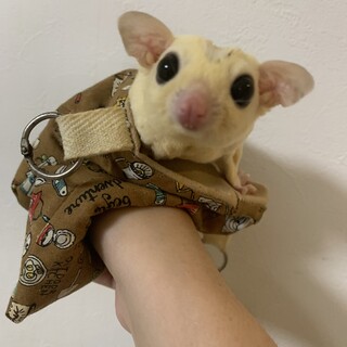 フクロモモンガ 