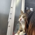 年齢不明(若い)のオス猫  靴下君