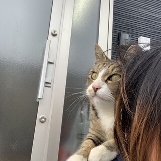 年齢不明(若い)のオス猫  靴下君