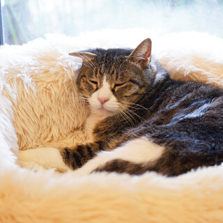 ※トライアル中 折れ耳が♡な甘え上手キジ白うにくん