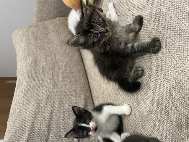 人懐っこくて甘えたなハチワレくん サムネイル2