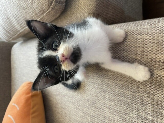 人懐っこくて甘えたなハチワレくん サムネイル3