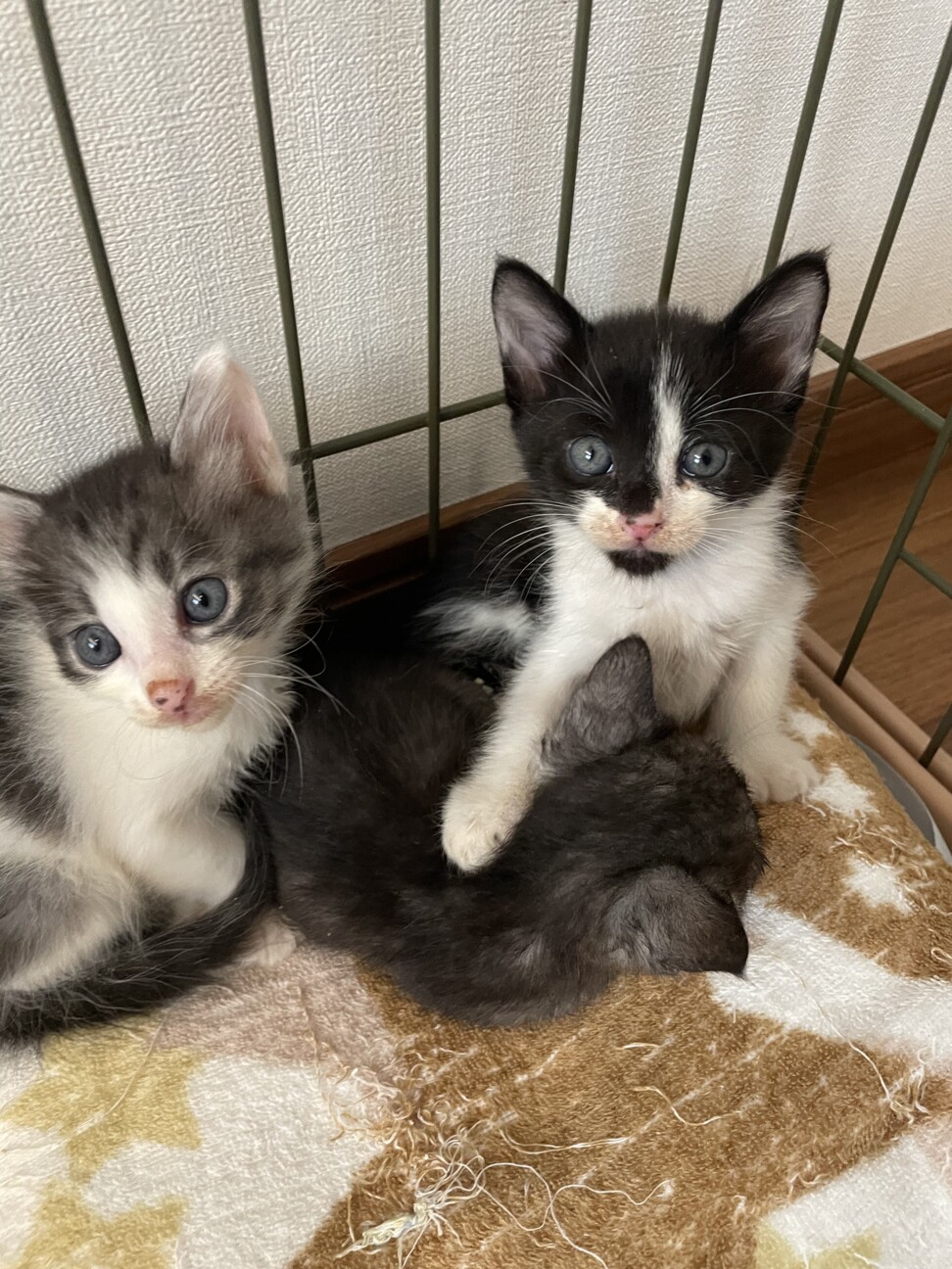 人懐っこくて甘えたなハチワレくん サムネイル4