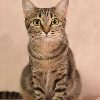 丸い顔と目はとてもかわいいジャニスちゃん！