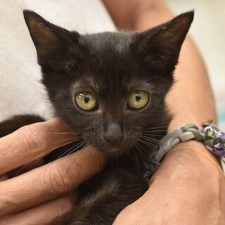 美しい漆黒の子猫ナガラちゃん！