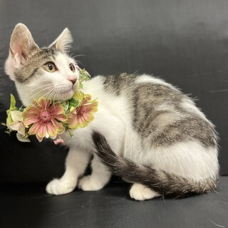 甘えん坊のキジシロ女の子