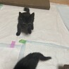 ☆子猫☆里親様募集 サムネイル2