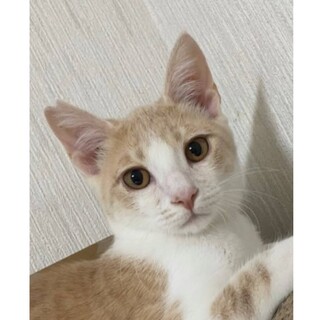 ミルクティーカラーで人が大好きなミルキー君