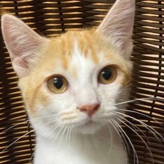 人馴れ抜群　とっても甘えたさんのマフィンちゃん
