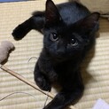 おっとりフワフワ黒猫の女の子