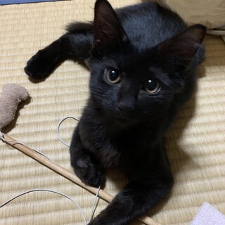 おっとりフワフワ黒猫の女の子