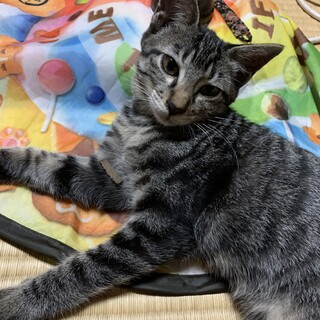 おっとりサバトラ男の子