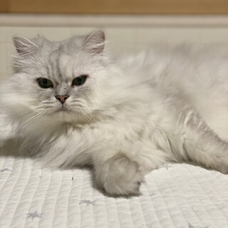 再募集チンチラシルバーの女の子です