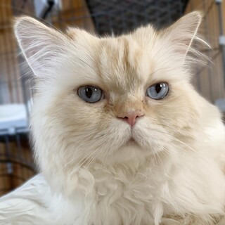 ヒマラヤンクリームポイントのなつっこい男の子