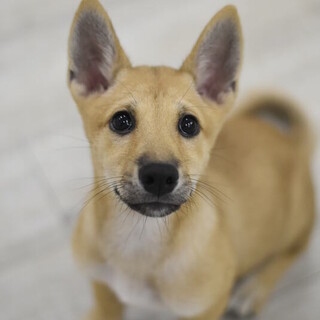 かわいいヒマリ！