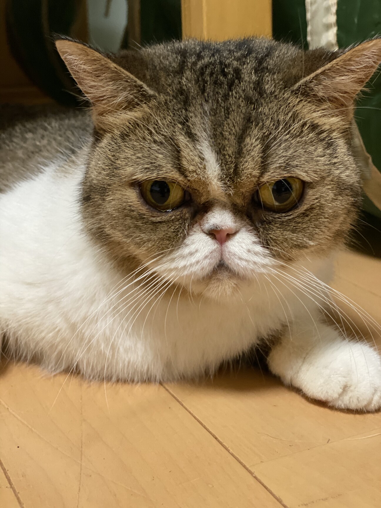 里親様募集(ΦωΦ)❣❣エキゾチックショートヘアー♥(ΦωΦ)(ΦωΦ) ブサ可愛すぎるエキゾチッ」青森県 - 猫の里親募集(427646) 1枚目の