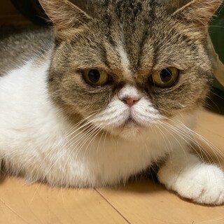 ブサ可愛すぎるエキゾチックショートヘアの女の子です