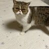 ブサ可愛すぎるエキゾチックショートヘアの女の子です サムネイル2