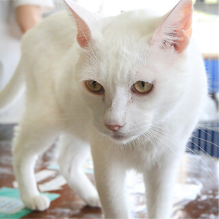 白猫｢ダイ｣ 3s205