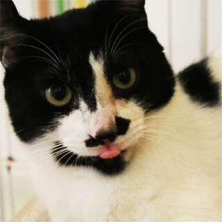 ぶち猫｢3ｓ189｣ SKU： 3s189