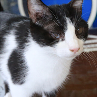 ぶち猫｢やこ｣ 3s63