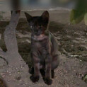 大至急！毒殺があった場所の子猫達
