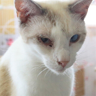 シャム猫｢まるの｣ 3s69