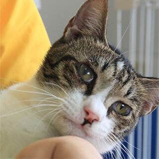 キジ白猫｢なは｣ SKU： 3s105