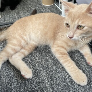 昔みたいな飼い方をしたい方〜必見