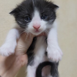 日本猫✕スコティッシュフォールド