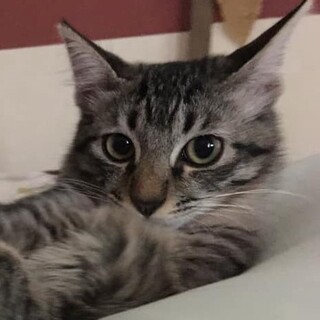 長毛のキジトラ、甘えん坊のオリバーちゃん！