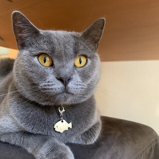 おとなしいブリティッシュの女の子♡