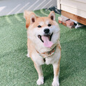 柴犬キク君６才