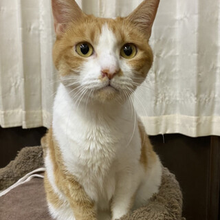 人が大好き！茶トラ女の子