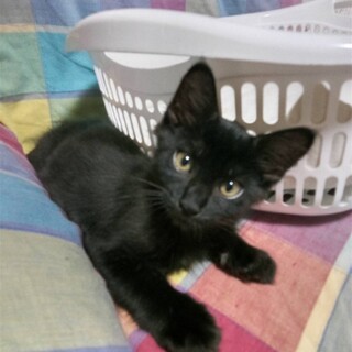 とってもキュートな黒猫ちゃんオス