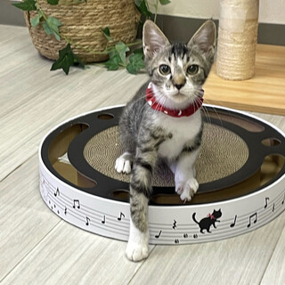 不参加【10/16東銀座】すばるくん4ヵ月半♪