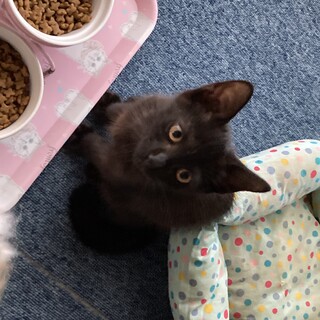 黒猫の里親募集します